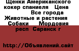 Щенки Американского кокер спаниеля › Цена ­ 15 000 - Все города Животные и растения » Собаки   . Мордовия респ.,Саранск г.
